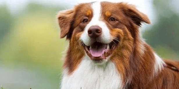 龙头老大在家闲一马当先牧羊犬是什么生肖的全面释义、解释与落实、实证解答解释落实