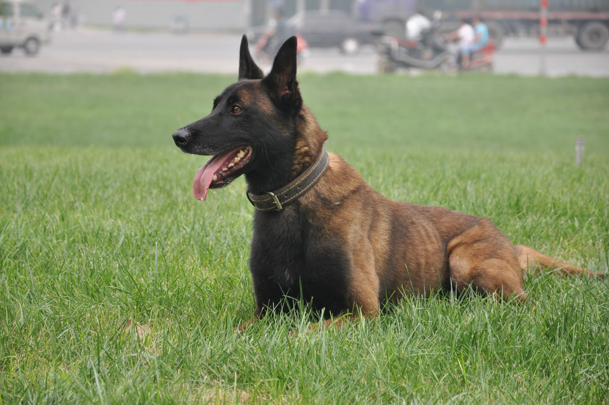 龙头老大在家闲一马当先牧羊犬是什么生肖的全面释义、解释与落实、实证解答解释落实